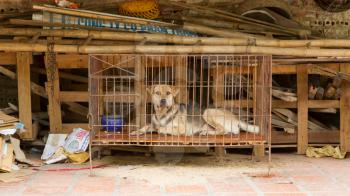 Dog in a cage in Vietnam. In Vietnam dogs are often used for consumption.