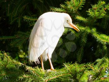 Bubulcus ibis, cattle egret, in a tree (Holland)