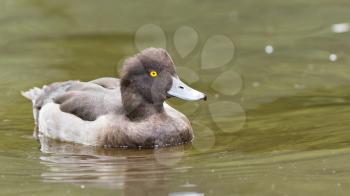 Female Tufted duck swimming on a lake (Holland)