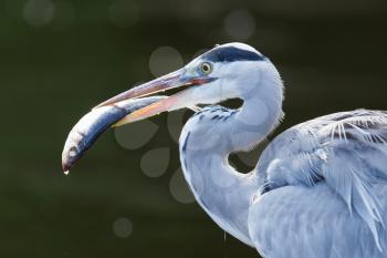 Great blue heron spears a fish, Holland