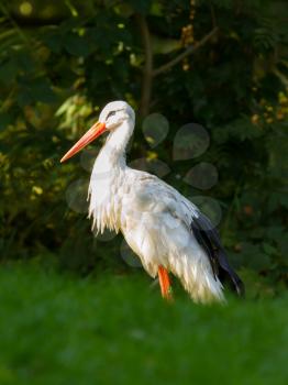 Stork in its natural habitat (zoo, Holland)