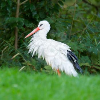 Stork in its natural habitat (zoo, Holland)