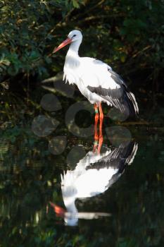 Stork in the water, zoo in Holland