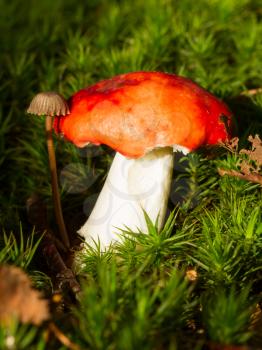 Close-up of two forest mushrooms in the grass, one large and one small