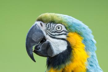 Close-up of a macaw parrot,isolated on white