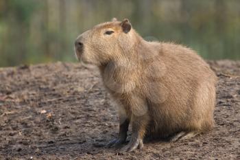 Capybara (Hydrochoerus hydrochaeris) resting on black mud