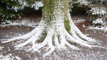 Roots of an old tree covered in snow