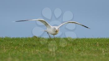 Young seagull landing on the grass of a dike, Holland