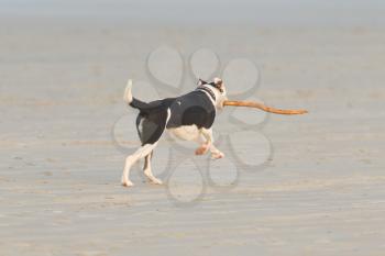Dog playing with a stick on the beach, Holland
