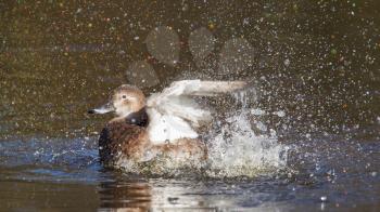 Single duck is washing herself, water splashing