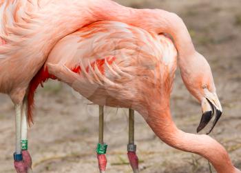 Breeding flamingo pair in a dutch zoo