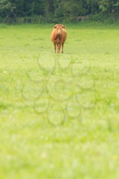 Red Angus steer in a field of green grass
