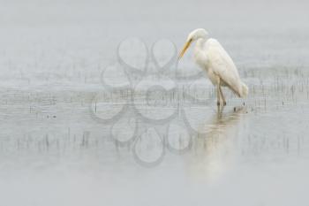 Great white heron walking in a lake, hunting