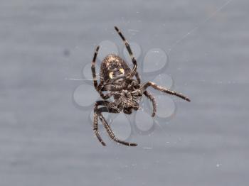 Small cross Spider (Araneus diadematus) with a natural grey background