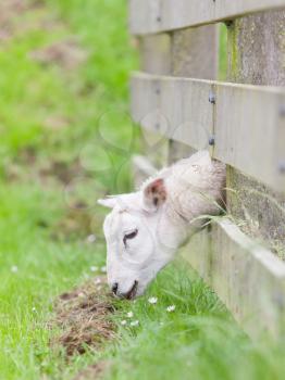 Sheep eating, grass is greener at the other side of the fence
