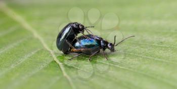 Pair of black beetles engaged in a mating behavior