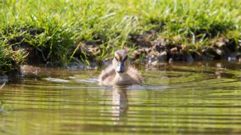 Small duckling outdoor, in the water, natural habitat