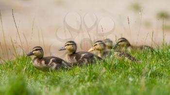 Small ducklings outdoor, walking on green grass