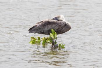 Brown pelican (Pelecanus occidentalis) on the water