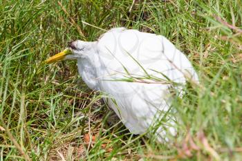 Great Egret (Ardea alba modesta), American subspecies, dying