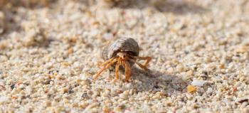 Very small lobster in a small shell, walking on beach