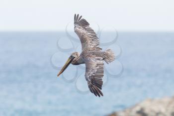 Brown pelican (Pelecanus occidentalis) in flight in Saint Martin, Caribbean