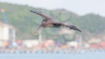 Brown pelican (Pelecanus occidentalis) in flight in Saint Martin, Caribbean, harbour of Saint Martin in the background