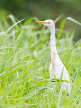 Cattle egret (Bubulcus ibis) in the grass