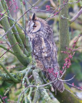 Long Eared Owl (Asio otus) in a tree