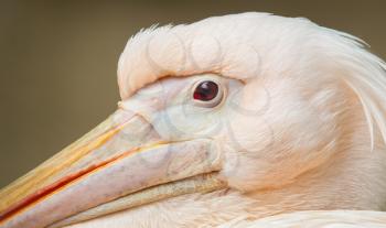 Close up of an adult pelican resting