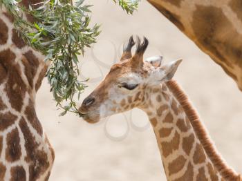 Close up of a young giraffe eating leaves