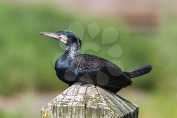 Cape Cormorant resting on a pole, close-up