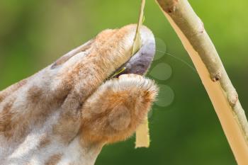 Close up of a adult giraffe eating