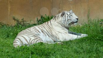 White tiger resting in it's natural habitat