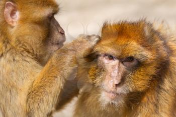 Two mature Barbary Macaque grooming, typical behaviour