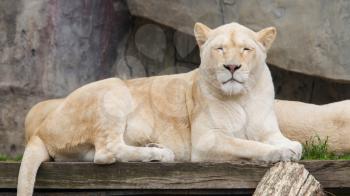 Female African white lion resting in it's natural habitat