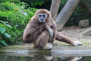 Lar Gibbon, or a white handed gibbon (Hylobates lar) plays with water