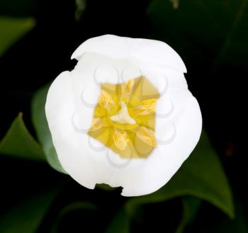 Top view of a white tulip and green leaves, selective focus