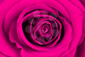 Close-up of a bright pink rose, isolated