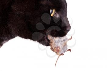 Close up of a black cat with his prey, a dead mouse
