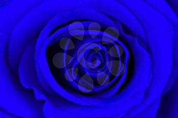 Close-up of a bright blue rose, isolated