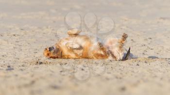 Happy dog rolling in sand on the beach - Golden retreiver