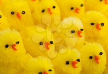 Abundance of easter chicks, selective focus, isolated