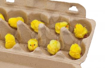 Easter chicks in an eggbox, isolated on white