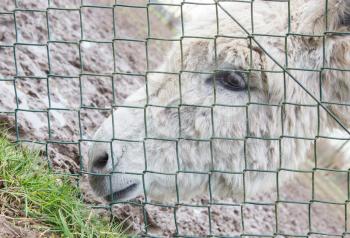 Grey donkey behind a green fence, livestock