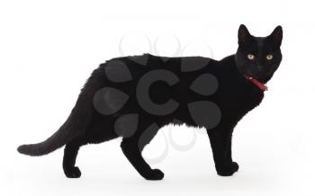 Black Cat standing and looking at the camera, isolated on white