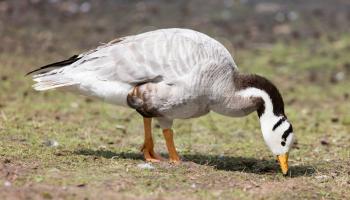 Bar-headed goose (Anser indicus) searching for food