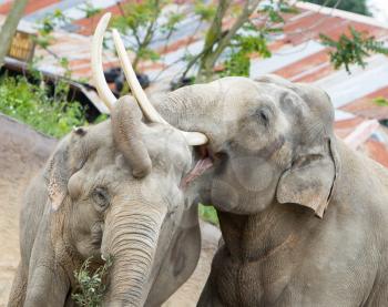 Two adult asian elephants cuddling (Elephas maximus)