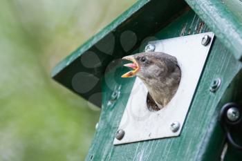 Young sparrow sitting in a green birdhouse