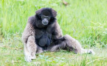 Adult white handed gibbon looking pretty bored